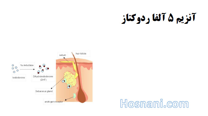 5a reductase mainly occurs in the sebaceous glands