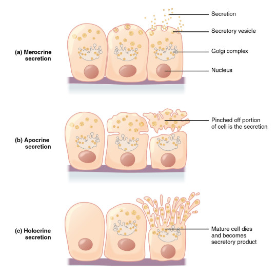 Apocrine,Holocrine and Eccrine glands