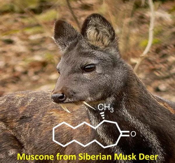 Chemical structure of muscone, the fragrant musk originally isolated from the Siberian musk deer.