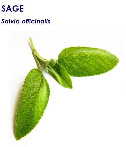 Common sage (Salvia officinalis)