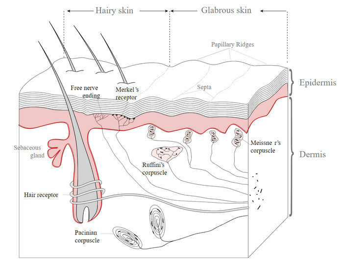 Free receptors e.g hair receptors. Encapsulated receptors e.g Pacinian and the receptors in the glabrous skin e.g Meissner, Ruffini and Merkel