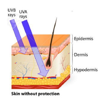 Longer wavelength UVA penetrates deeply into the dermis