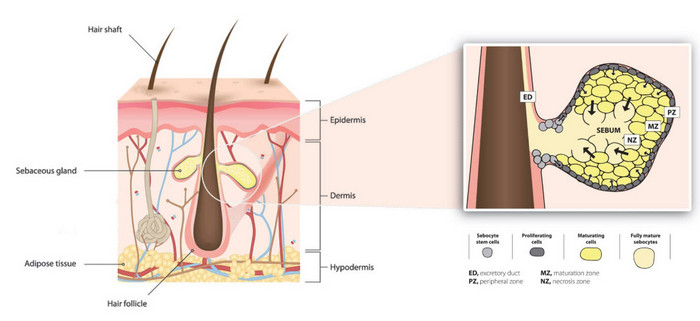 Sebaceous glands (holocrine glands) produce an oily secretion that keeps the skin soft and pliable