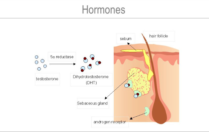 Sebum production is under the control of sex hormones (androgens). The most active androgens are testosterone and DHT