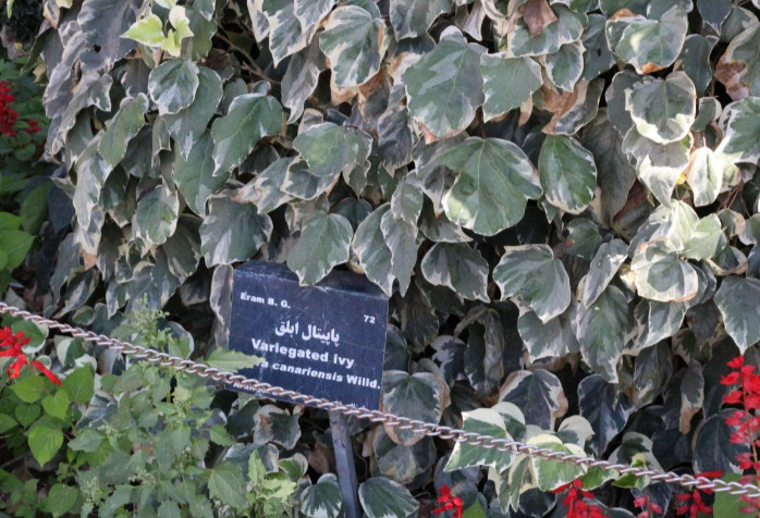 Variegated ivy leaves will typically have green and white or yellow markings