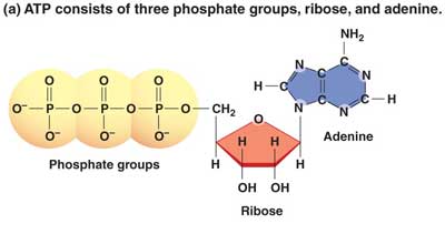adenosine tri phosphate