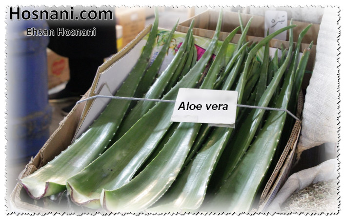 aloe vera leaves in bazar