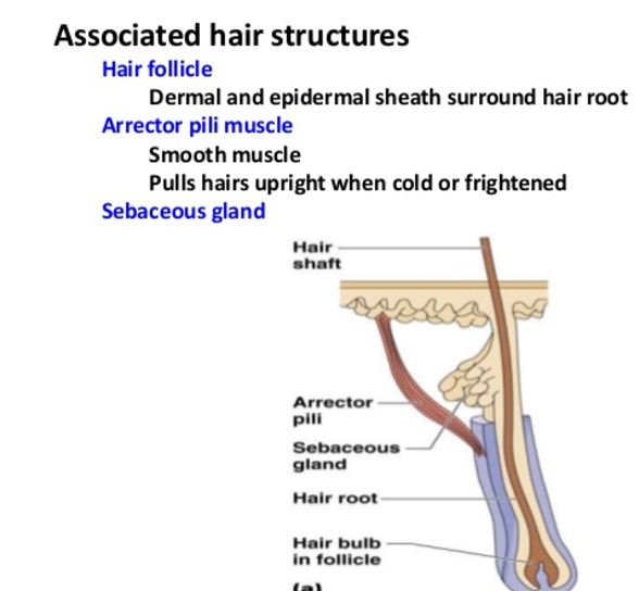 assosiated hair structures
