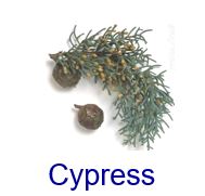 cypress Cupressus Sempervirens