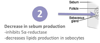 decrease in sebum production