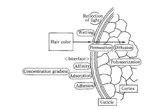 diagram of hair coloring process