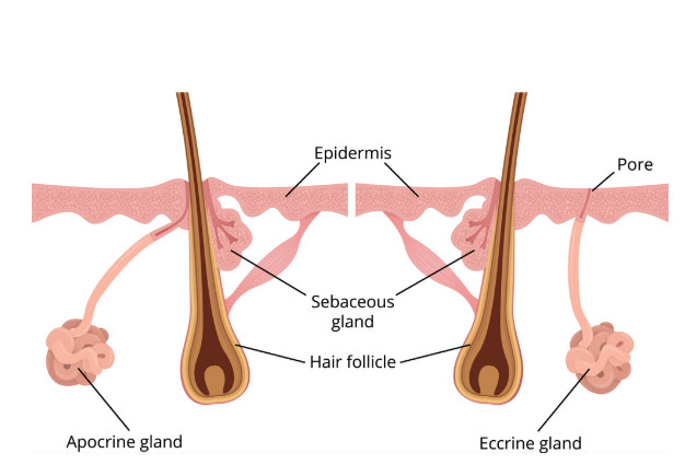 eccrine apocrine sebaceous gland hair follicle