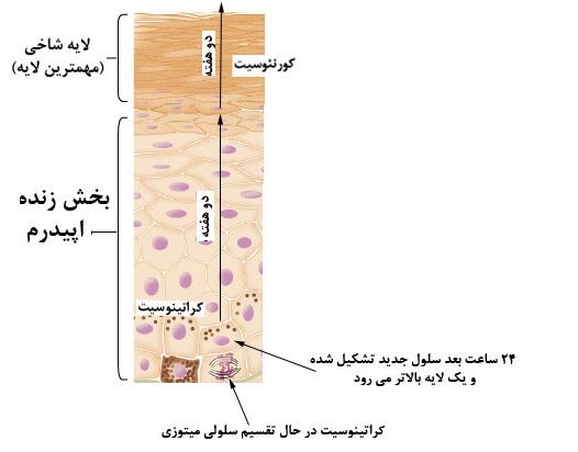 Image result for ‫ساختار پوست انسان‬‎