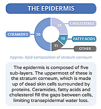 epidermis and sc components
