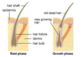 hair cycle3