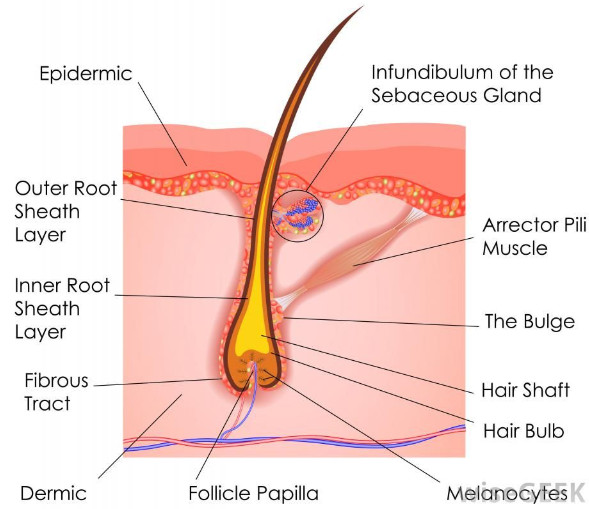hair follicle with associated structures