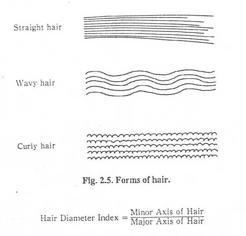 hair forms