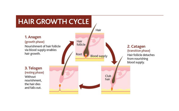 سیکل رشد مو یا چرخه رشد مو