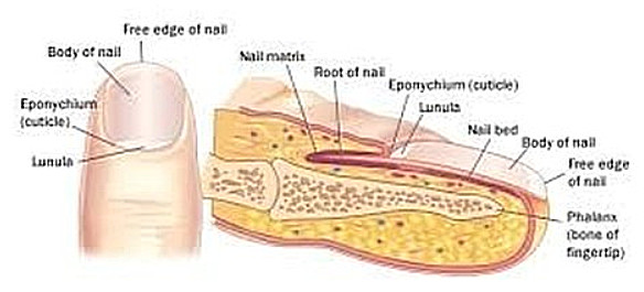 he nail structure is divided into six parts root, nail bed, nail plate, eponychium (cuticle), paronychium (edge), and hyponychium
