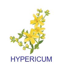 hypericum