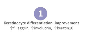 keratinocyte differentiation improvement