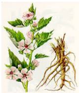 mallow root