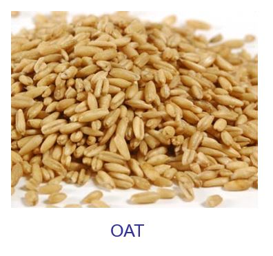 oat