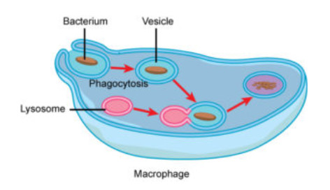 phagocytosis is the process by which a cell engulfs a solid particle to form an internal compartment known as a phagosome