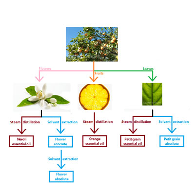 تولید محصولات معطر گیاهی