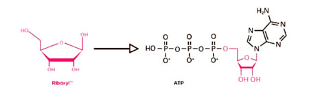 ribose to ATP reaction