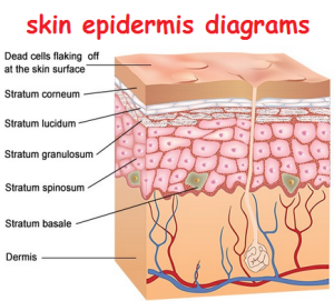 skin epidermis diagrams 300x271