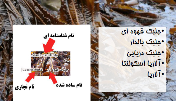 آلاریا اسکولنتا