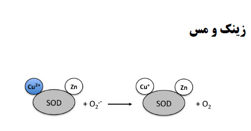 نقش آنتی اکسیدانی زینک و مس