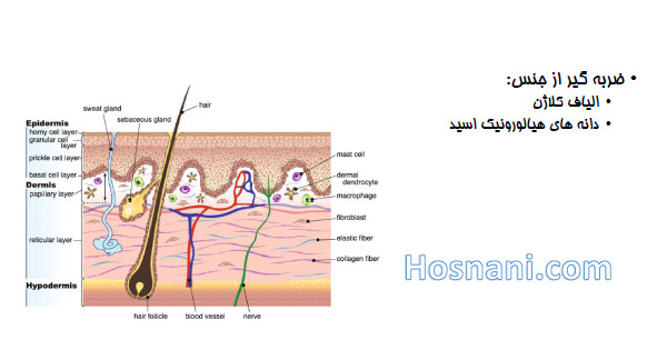 ماتریس برون سلولی مثل ضربه گیر