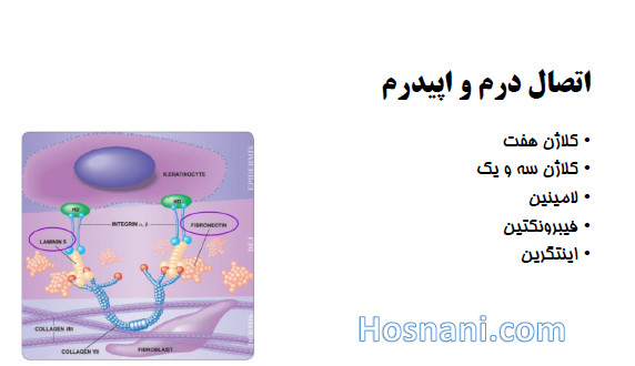 پروتئین های اتصال دهنده درم و اپیدرم