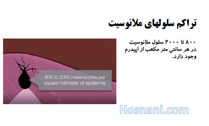 800 2000 melanocyte per square millimeter of skin