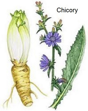 Common chicory, Cichorium intybus, is a somewhat woody, perennial herbaceous plant of the dandelion family 