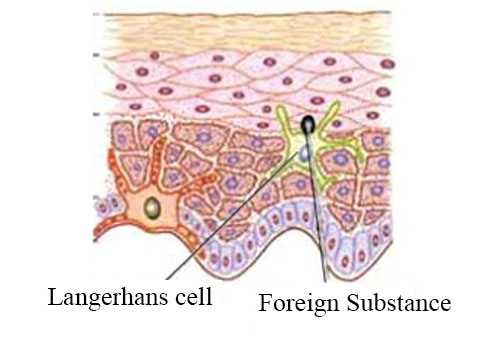 سلولهای لانگرهانس و اثربخشی محصولات آرایشی بهداشتی