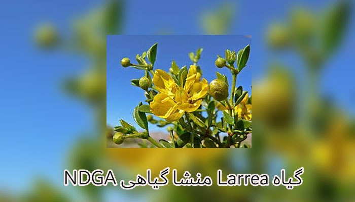 Larrea