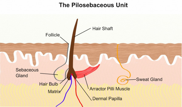 Pilosebaceous Unit is the structure consisting of hair, hair follicle, arrector pili muscle and sebaceous gland