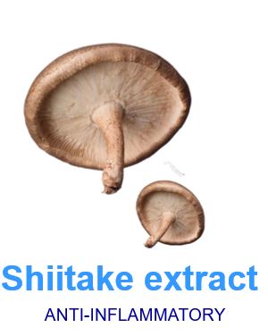 Shiitake mushrooms (Lentinula edodes) edible mushroom native to East Asia. Shiitakes have been researched for their medicinal benefits