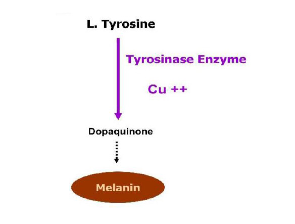 Tyrosinase is a di copper oxidase responsible for the production of melanin in many organisms