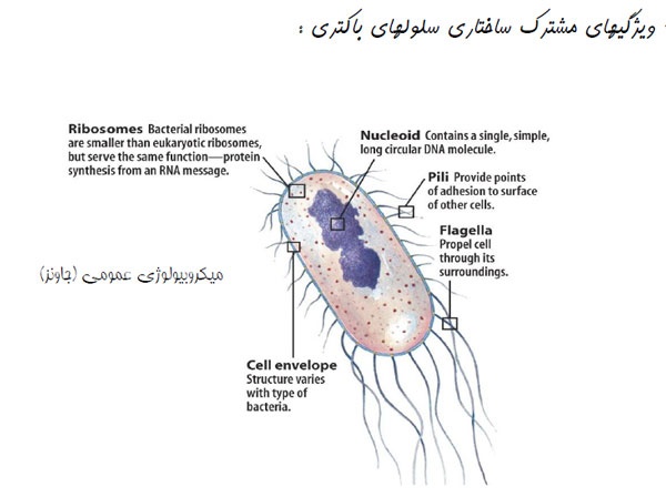 bacteria1