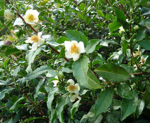 camellia sinensis 1