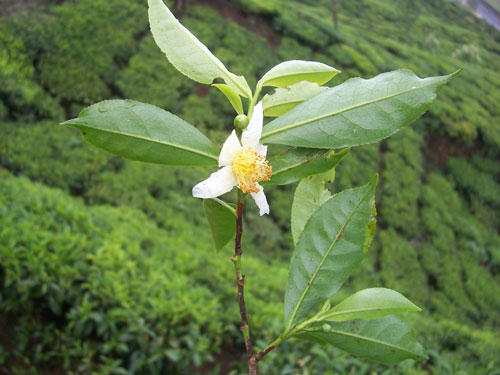 camellia sinensis 2
