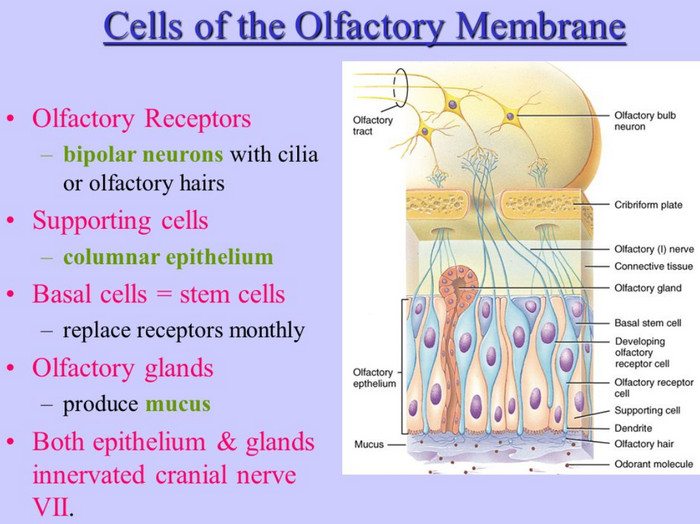 cells of the olfactory membrane