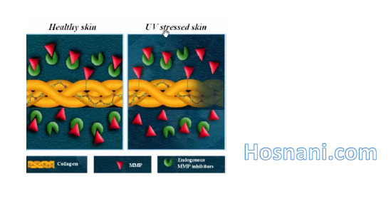 تعادل کلاژن، کلاژناز و مهارکننده کلاژناز