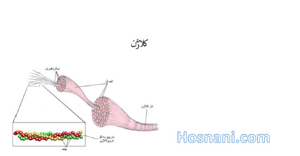 زیر واحد های کلاژن