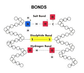 disulfide bond