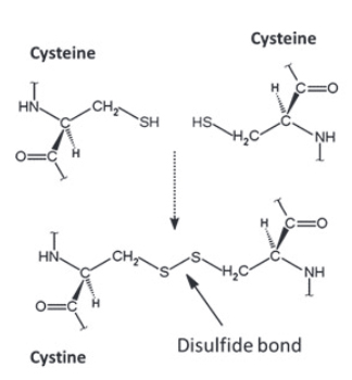 disulfide bond2